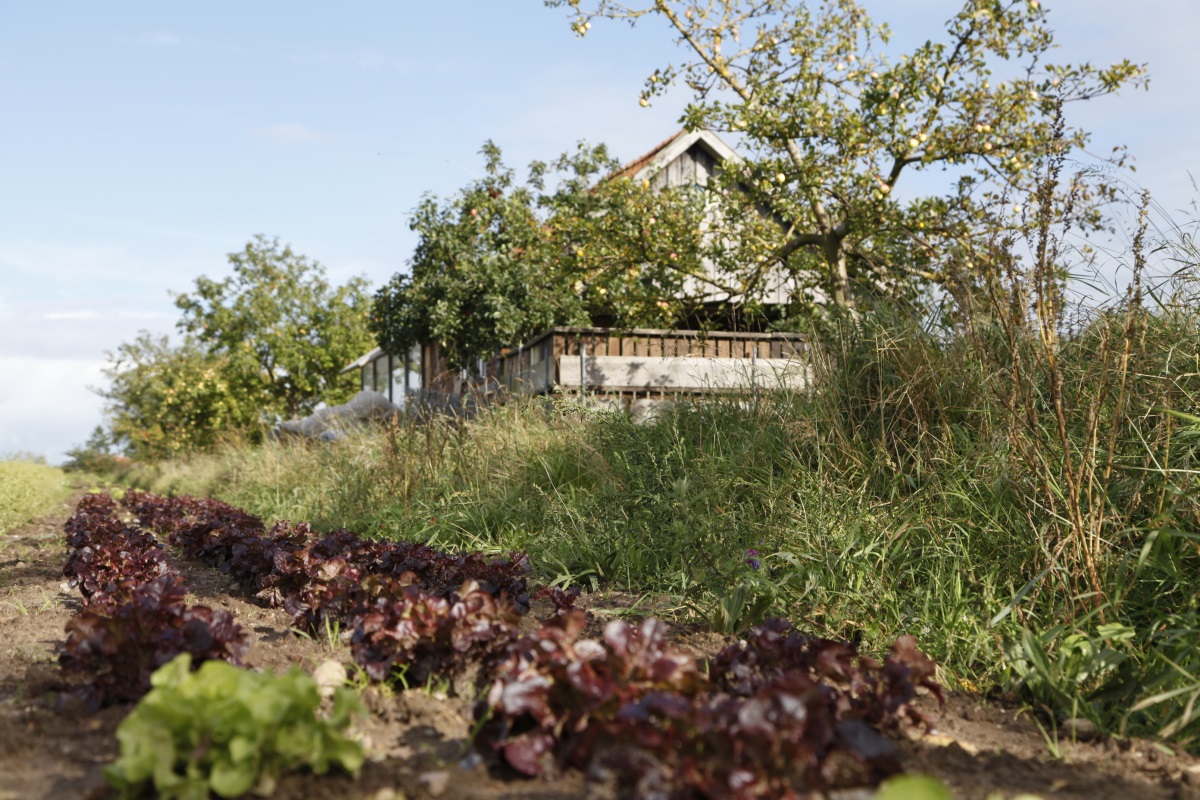 Arpshof – Salatfeld mit Hofgebäude im Hintergrund