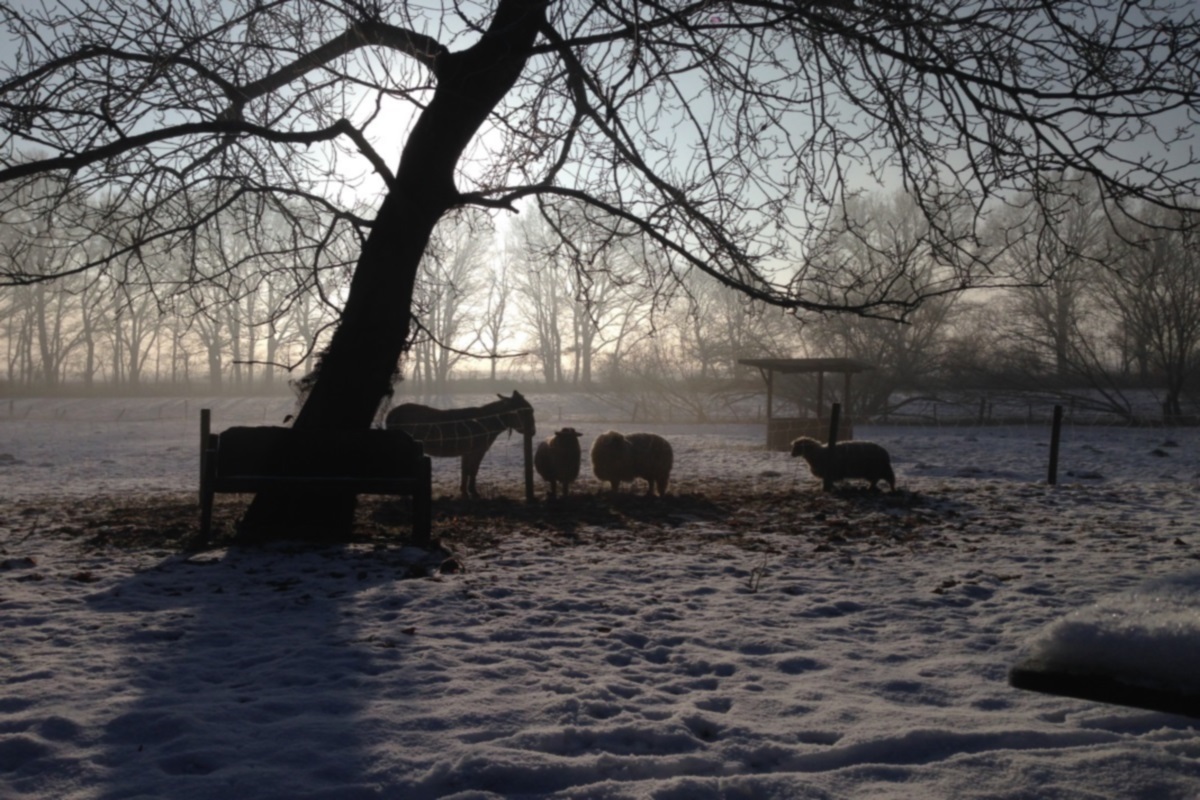 Hof im Winter